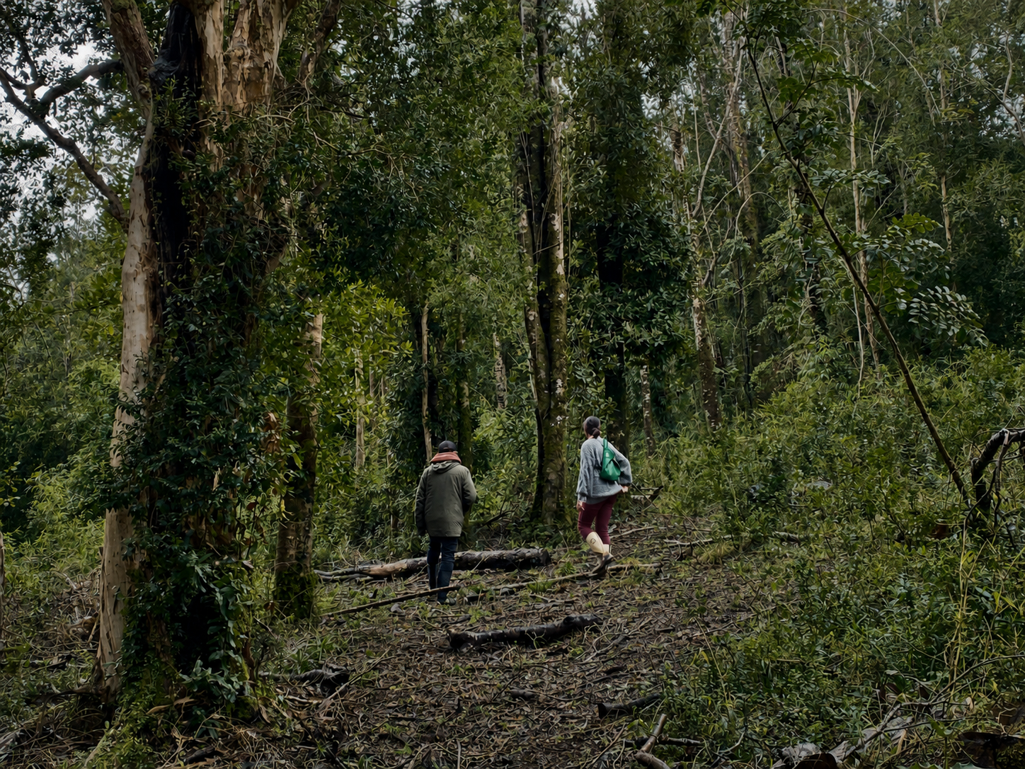 Bosque nativo del entorno de Biotopia